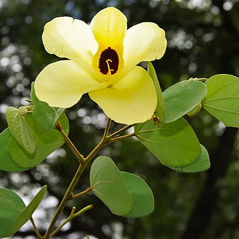 Cytisus Battandieri Flower Seeds for Planting - 100 pcs for planting in your garden.