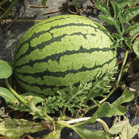 Yellow Doll watermelon growing on vines in a garden