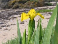 Flag Flower Seeds for Planting - NON GMO Seeds