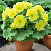 Thick Yellow Geranium Flower Seeds for Planting - Heirloom & Non-GMO Seeds for Home Garden