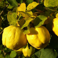 Yellow Quince fruit tree seeds for growing in landscape and orchard gardens.