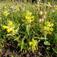 Yellow Rattle flowers blooming in a colorful home garden.