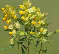 Bright yellow Yellow Rattle flowers growing in a natural meadow during the spring season.