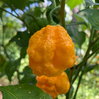 Yellow Brain Strain Pepper Seeds for Planting heirloom & Non-GMO Seeds