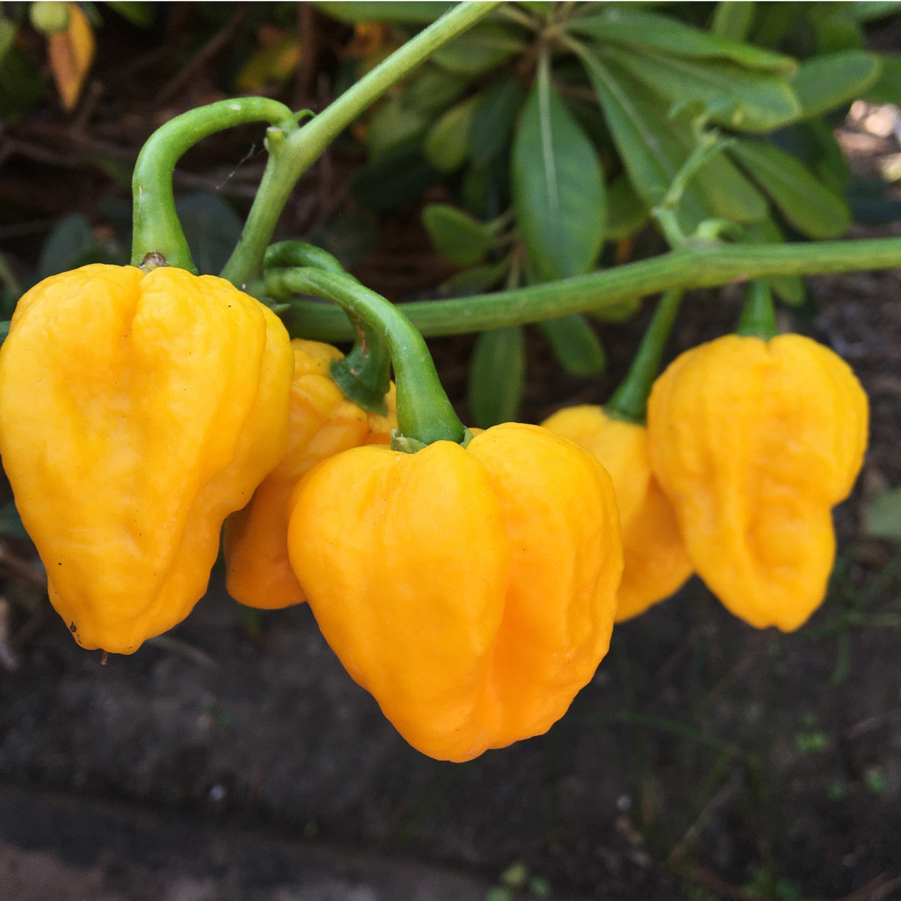 Yellow Brain Strain Pepper Seeds for Planting heirloom & Non-GMO Seeds