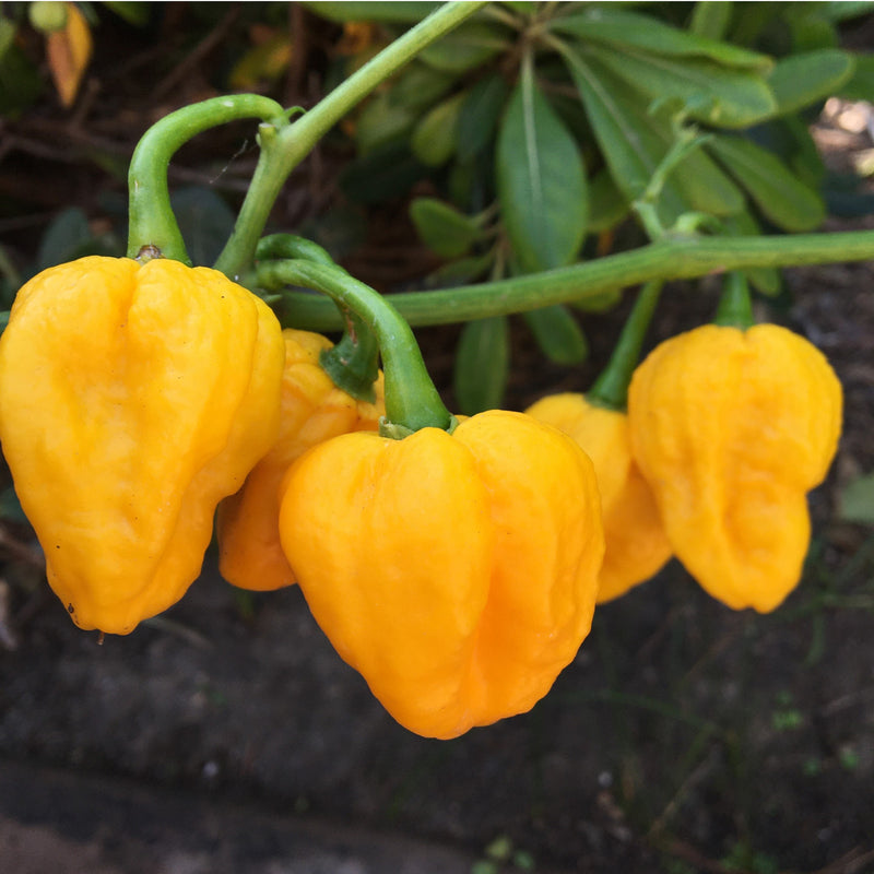 Yellow Brain Strain Pepper Seeds for Planting heirloom & Non-GMO Seeds
