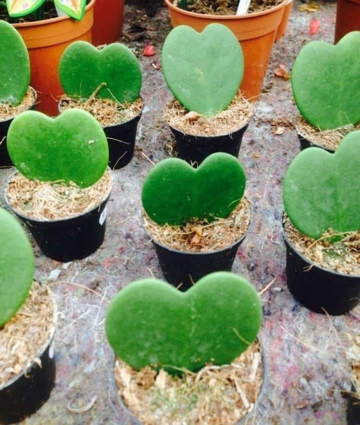 Heirloom Non-GMO Green Hoya Kerrii Flower Seeds for Garden Planting – Heart-Shaped Blooms