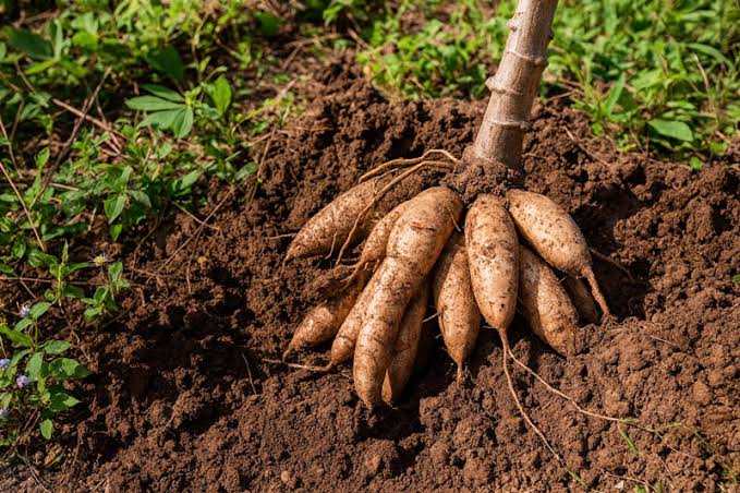 Yuca vegetable seeds suitable for kitchen gardens and raised beds.