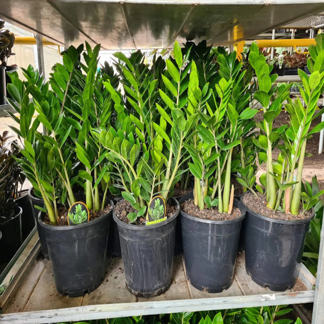 Zamioculcas zamiifolia seeds for growing decorative foliage plants indoors.