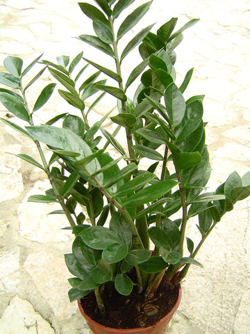 Zamioculcas zamiifolia plant seeds for indoor plant collections and home gardens.
