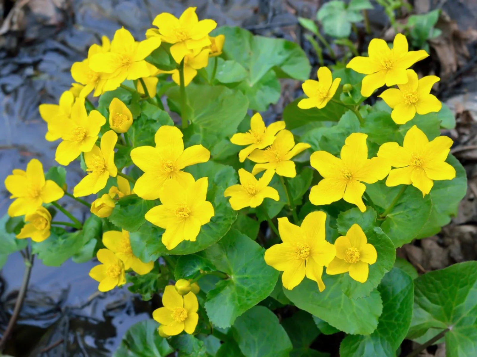 Heirloom Marsh Marigold Seeds – Non-GMO Flower Seeds for Planting