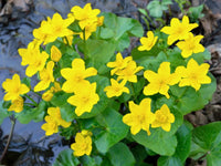 Heirloom Marsh Marigold Seeds – Non-GMO Flower Seeds for Planting