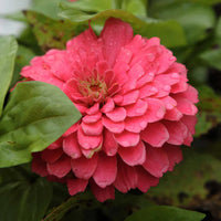 Zinnia Benary Giant Flower Seeds for Planting – Vibrant Colors, Non-GMO, Heirloom Seeds