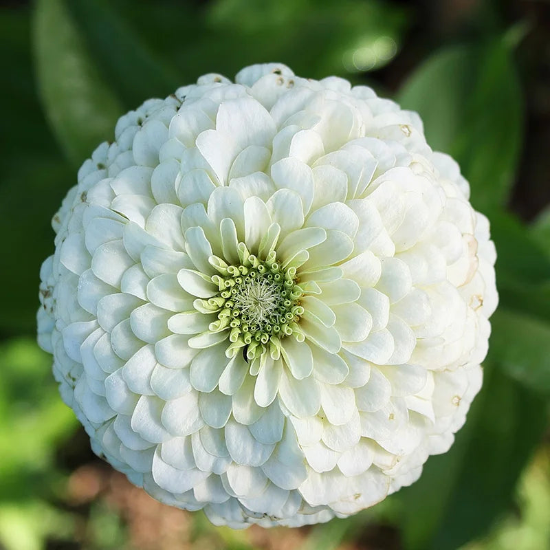 White Green Zinnia Flower Seeds for Planting – Vibrant, Non-GMO Heirloom Garden Seeds