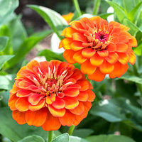 Orange Red Zinnia Flower Seeds for Planting – Vibrant Garden Blooms, Non-GMO, Heirloom Seeds