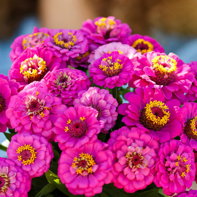 Pumila Violet Zinnia Flower Seeds for Planting – Vibrant, Non-GMO, Heirloom Garden Seeds