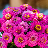 Pumila Violet Zinnia Flower Seeds for Planting – Vibrant, Non-GMO, Heirloom Garden Seeds