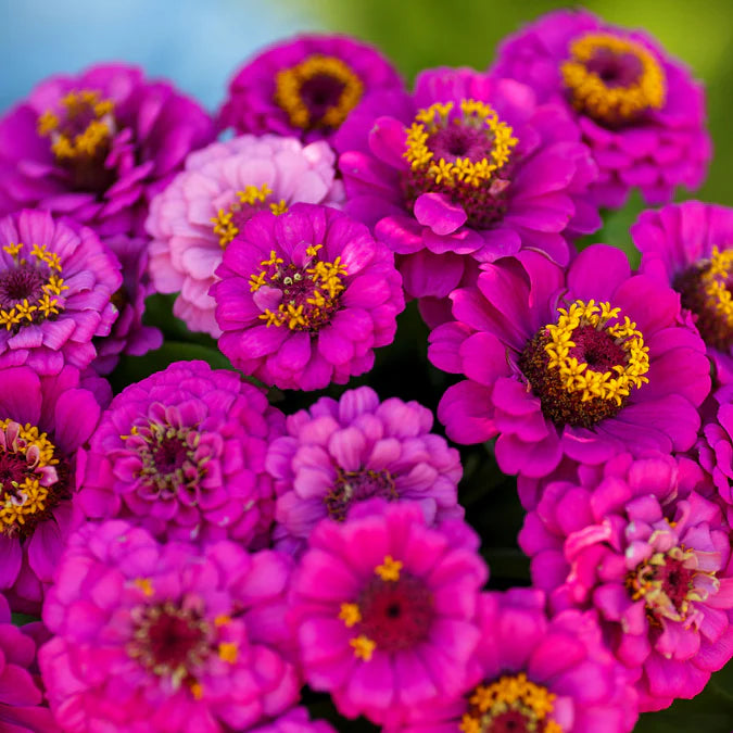 Pumila Violet Zinnia Flower Seeds for Planting – Vibrant, Non-GMO, Heirloom Garden Seeds - Violet for planting in home garden