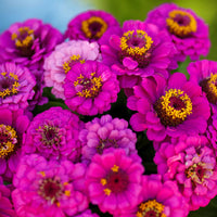 Pumila Violet Zinnia Flower Seeds for Planting – Vibrant, Non-GMO, Heirloom Garden Seeds - Violet for planting in home garden