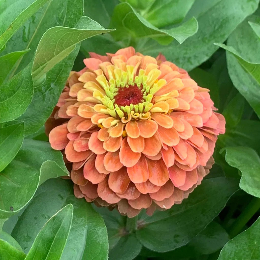 Lime Orange Zinnia Flower Seeds for Planting – Bright, Vibrant Blooms, Non-GMO, Heirloom Seeds