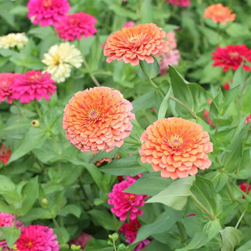 Zinnia seeds for colorful outdoor flower garden planting.
