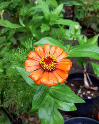 Orange Red Zinnia Flower Seeds for Planting – Vibrant Garden Blooms, Non-GMO, Heirloom Seeds