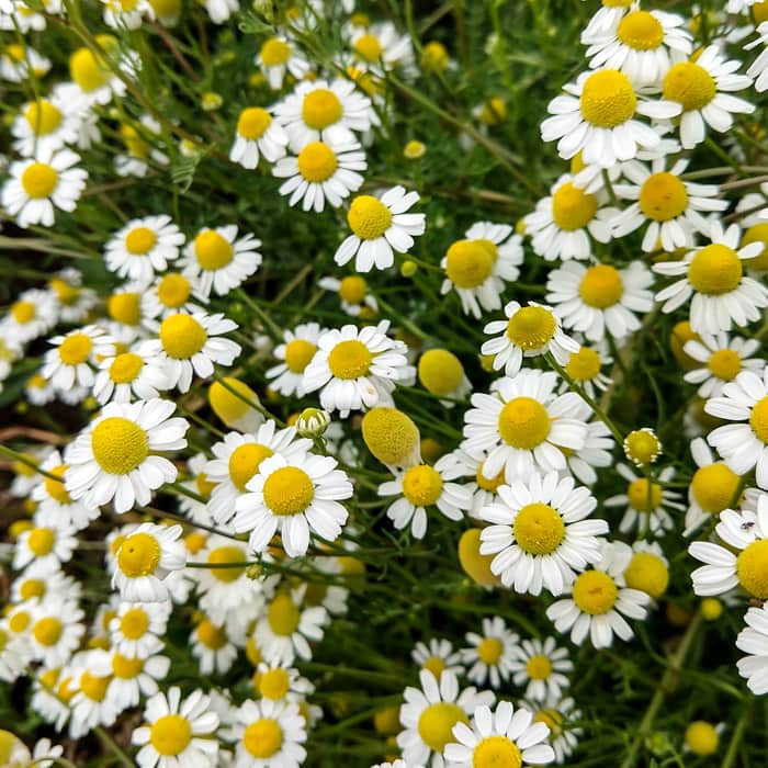 Chamomile Flower Seeds for Garden Planting - NON GMO Seeds
