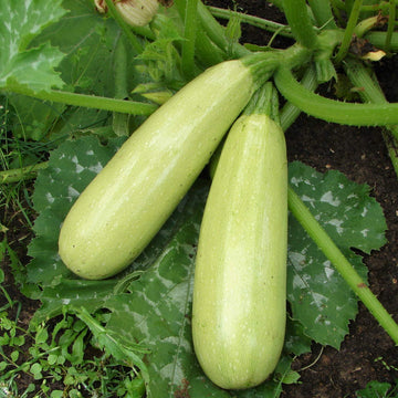Zucchini squash seeds for home garden growing