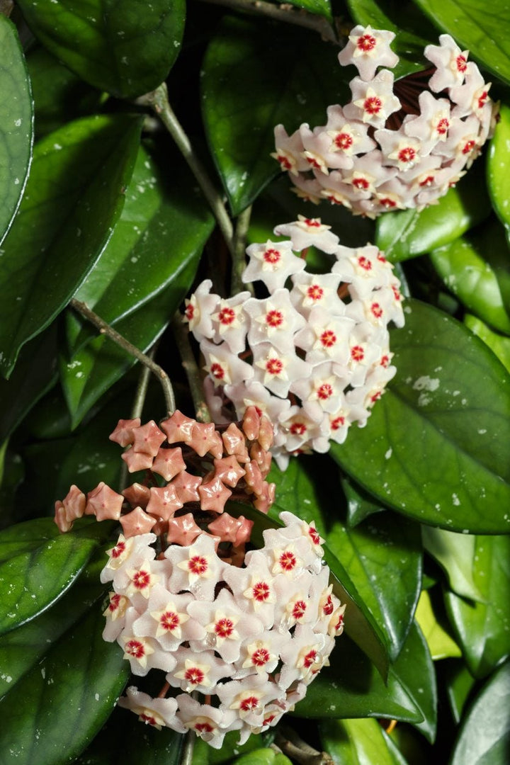 Aleurites Flower Seeds for Planting, Unique Blooms, 100 pcs